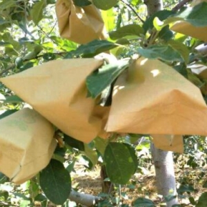 解讀水果套袋的批發價格和作用