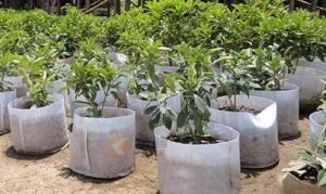 無紡布種植袋優(yōu)缺點(diǎn)全方面盤點(diǎn)