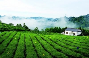茶葉批發市場進貨技巧有哪些？避免被坑