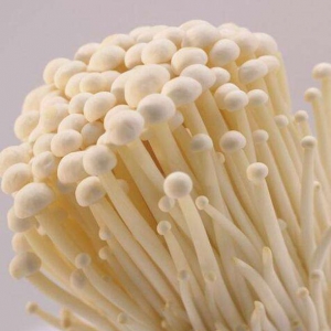 金針菇種植利潤分析，談?wù)劷疳樄椒N植前景